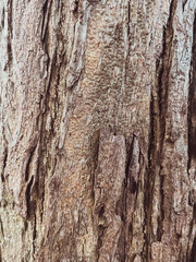 Close-up of dry bark texture for nature background.