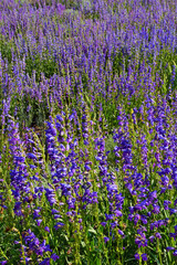 Obraz premium a field of pretty purple penstemon wildflowers in summer along the enchanted circle scenic byway near angel fire ski resort, in northern new mexico