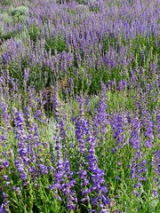 Obraz premium a field of pretty purple penstemon wildflowers in summer along the enchanted circle scenic byway near angel fire ski resort, in northern new mexico