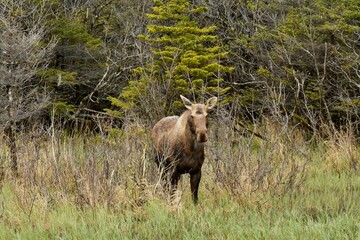 elk in yellowstone national park