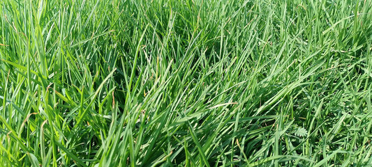 green grass background