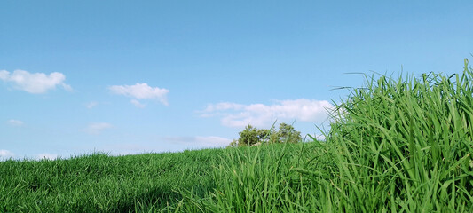 green grass and blue sky	