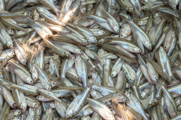 Freshly caught small fish lie glistening on a wooden board, ready for preparation or sale in a local fish market.