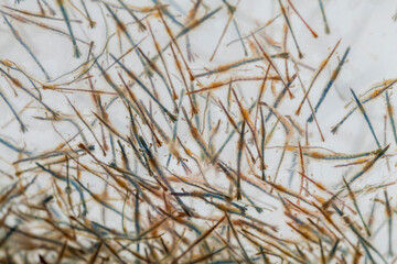 Close-up of numerous baby prawns in a white basin, showcasing their delicate forms before they grow larger.