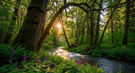 Sunlight streaming through the trees in a lush green forest with a flowing stream