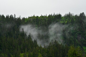 fog in the forest