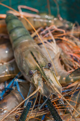A full basket of fresh, large freshwater prawns ready for market or cooking