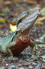 Stunning close-up of a vibrant Australian Water Dragon Lizard in its natural rainforest habitat. Wildlife photo for nature, reptiles, Australia travel, fauna, conservation and exotic animal themes. 
