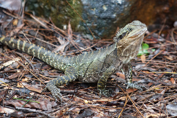 Stunning close-up of a vibrant Australian Water Dragon Lizard in its natural rainforest habitat. Wildlife photo for nature, reptiles, Australia travel, fauna, conservation and exotic animal themes. 