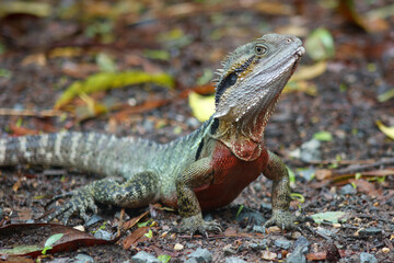 Stunning close-up of a vibrant Australian Water Dragon Lizard in its natural rainforest habitat. Wildlife photo for nature, reptiles, Australia travel, fauna, conservation and exotic animal themes. 