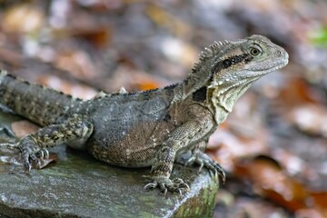 Stunning close-up of a vibrant Australian Water Dragon Lizard in its natural rainforest habitat. Wildlife photo for nature, reptiles, Australia travel, fauna, conservation and exotic animal themes. 