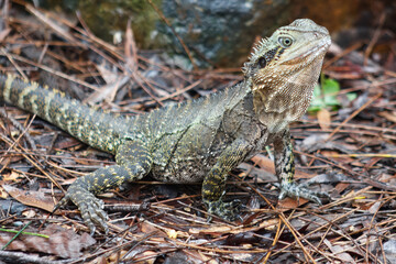 Stunning close-up of a vibrant Australian Water Dragon Lizard in its natural rainforest habitat. Wildlife photo for nature, reptiles, Australia travel, fauna, conservation and exotic animal themes. 