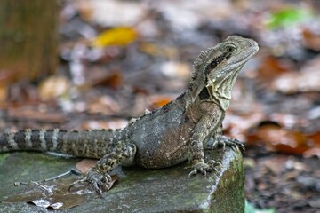 Stunning close-up of a vibrant Australian Water Dragon Lizard in its natural rainforest habitat. Wildlife photo for nature, reptiles, Australia travel, fauna, conservation and exotic animal themes. 