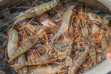 A full basket of fresh, large freshwater prawns ready for market or cooking