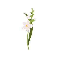 Flower branch. Freesia, floral plant. Gentle bloom, stem and leaf. Delicate wildflower, field blossom. Botanical decoration, nature element. Flat vector illustration isolated on white background