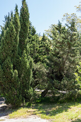 Serene scene of tall, slender cypress trees lining dirt path, creating natural archway. Trees are lush and green, standing against backdrop of clear sky.