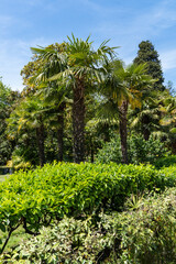Obraz premium Lush palm Trachycarpus fortunei, Chinese windmill palm, windmill palm or Chusan palm with vibrant green fan-shaped leaves and clusters of yellow blossoms, set against backdrop of clear sky.