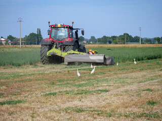 Agricultural Scene, White Birds Follow Tractor During Harvest