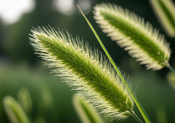 Macro Close‑Up of Green Grass Seed Head in Natural Soft Focus Representing Botanical Texture and Outdoor Nature Details