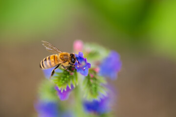 Une symbiose parfaite : pollinisation en action dans le vignoble alsacien, CeA, Alsace, Grand Est, France