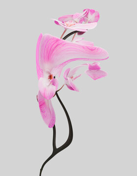 Surreal 3D rendering of a warped pink orchid flower