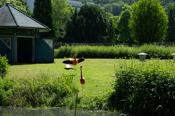 flamingo tier natur herde