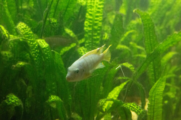 Obraz premium fisch goldfisch aquarium wasser