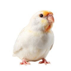 Close-up of a small, pale-white bird