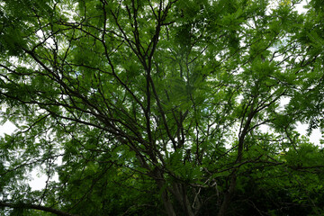 Obraz premium baum krone wald natur