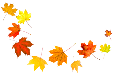 colorful autumn leaves falling, isolated on white background