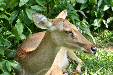 deer in the forest