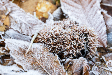Beauté hivernale dans le Parc Naturel Régional des Ballons des Vosges : Châtaignes sous le givre, Vosges, Kaysersberg vignoble, CEA, Grand Est