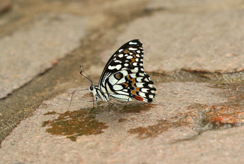 Zitrus-Schwalbenschwanz - Citrus Swallowtail