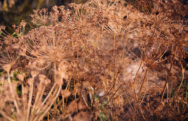 A dill stalk with seeds in the garden, a close-up with seeds. Dry ripe dill seeds.