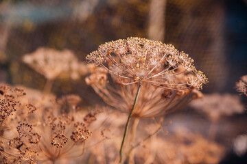A dill stalk with seeds in the garden, a close-up with seeds. Dry ripe dill seeds.