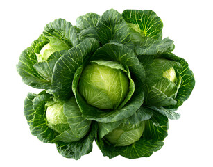 Fototapeta premium AI generated crisp image of vibrant green cabbage arranged in circular formation, showcasing its fresh-picked quality and tightly packed leaves against clean white background