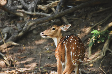 deer in the forest