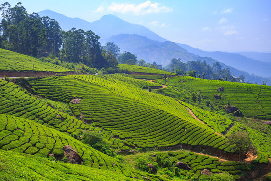 Beautiful Tea Plantation in Munnar, Kerala