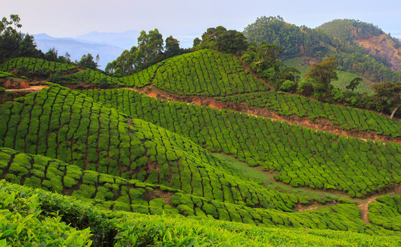 Tea plantations on the way to Kolukkumalai near Munnar, Kerala,