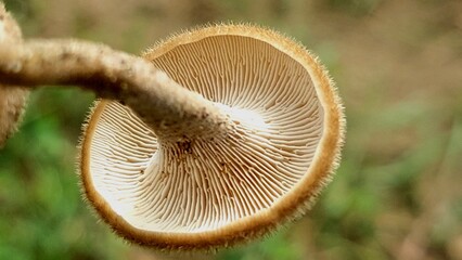 Underside of mushroom with radial tan gills and textured stipe in natural macro photography