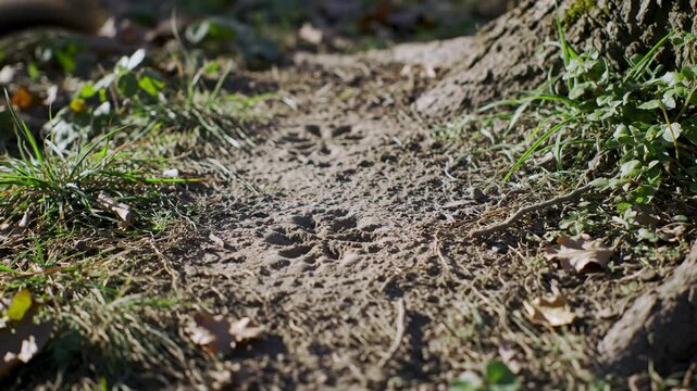 Squirrel foraging on a ground trail in natural light