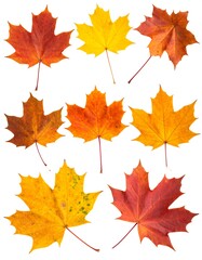 Fototapeta premium Nine autumn maple leaves, various colors & orientations, isolated on white