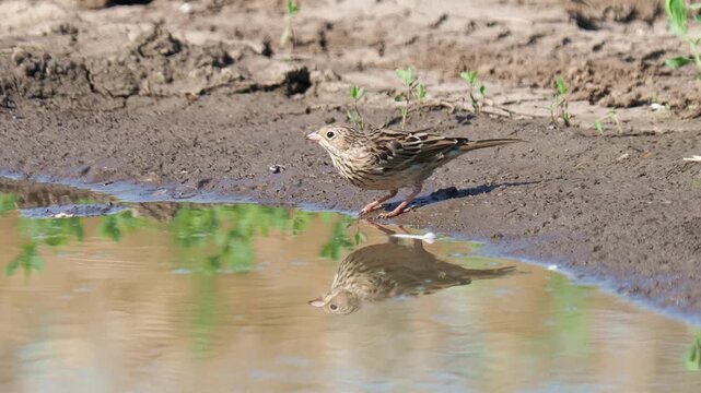 The ortolan bunting juvenile bird drinking water, Emberiza hortulana