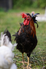 Chickens walking around the garden