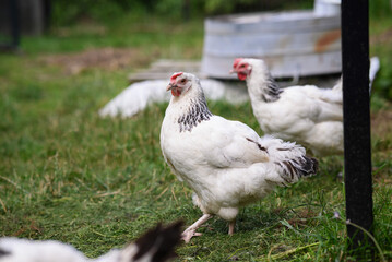 Chickens walking around the garden