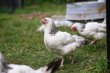 Chickens walking around the garden