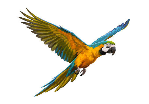 Vibrant Blue and Yellow Macaw Parrot in Mid-Flight with Spread Wings on White Background