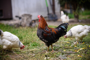 Chickens walking around the garden