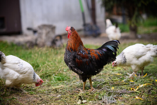Chickens walking around the garden