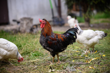 Chickens walking around the garden